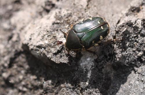 Cetoniinae